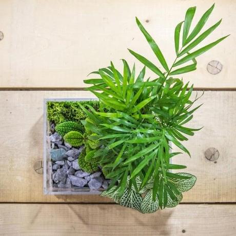 vaso in plexiglass per composizione piante verdi