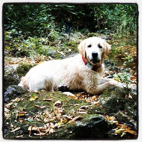 Sunrise, Golden Retriever (5 mesi). Lago di Cavazzo Carnico (Ud), Friuli Venezia Giulia, Italia