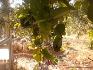 talee hoya agosto fiori fiore