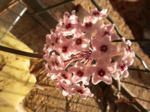 talea hoya agosto fiore