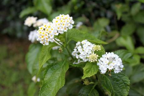 Shining white Shining white