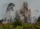 Gli incendi tornano a infuriare in Indonesia