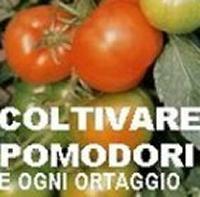 Trattamento nella crescita del pomodoro Nero di Crimea. La potatura