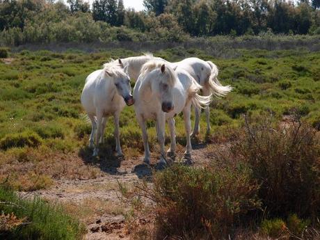 cavalli bianchi pascolano allo stato brado in Camargue