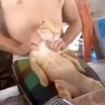 Il gatto che si fa massaggiare collo e spalle (Video)