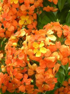 Tuberosa Polianthes Tuberosa Polianthes