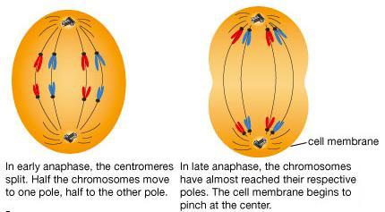 Anafase mitotica e anafase II della meiosi a confronto