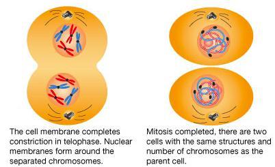 Anafase mitotica e anafase II della meiosi a confronto