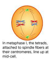 Anafase mitotica e anafase II della meiosi a confronto