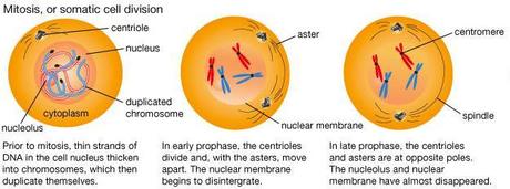 Anafase mitotica e anafase II della meiosi a confronto