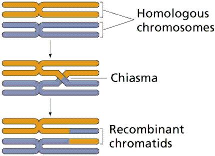 Anafase mitotica e anafase II della meiosi a confronto