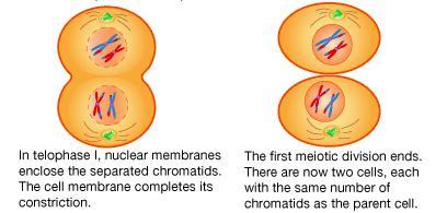 Anafase mitotica e anafase II della meiosi a confronto