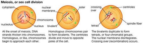 Anafase mitotica e anafase II della meiosi a confronto