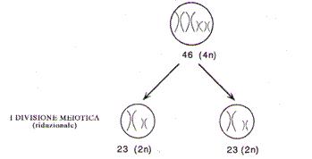 Anafase mitotica e anafase II della meiosi a confronto