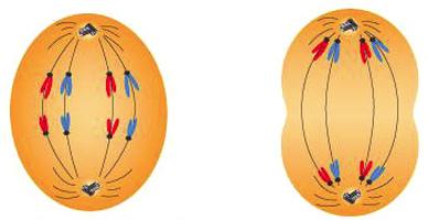 Anafase mitotica e anafase II della meiosi a confronto