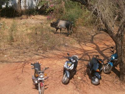 Il toro di Candolim Il toro di Candolim