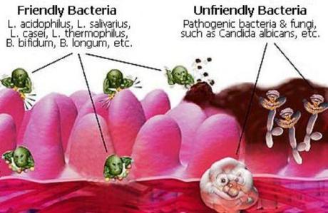 Come purificare la flora intestinale in maniera naturale con gli alimenti