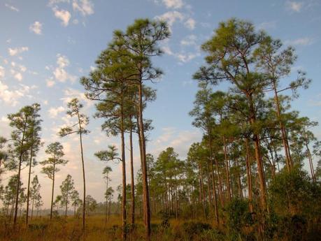 Everglades National Park - Miami, USA