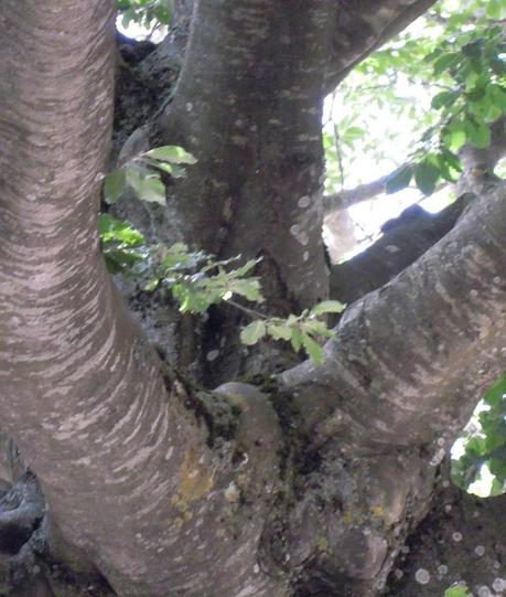 Immagini ed emozioni dei lettori: Adriana Pedicini la forza delle radici