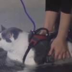 Buddha, il gatto obeso da 14 chili fa acqua gym per dimagrire (video)