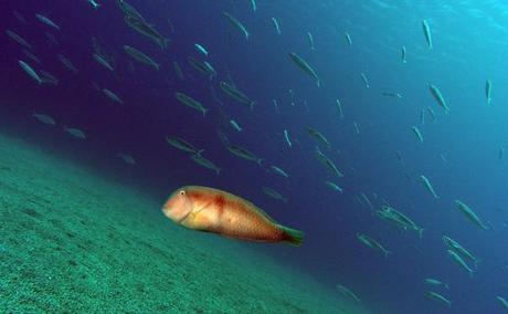 PESCE PETTINE rao-2_10