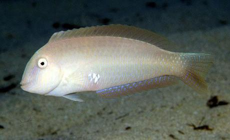 PESCE PETTINE Xyrichtys_novacula