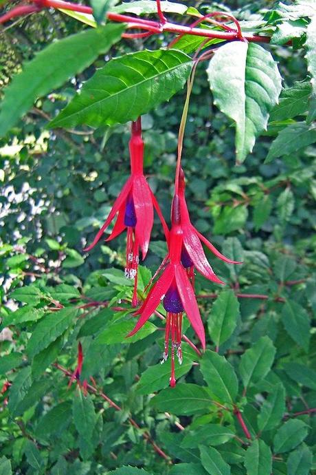 Fuchsia (Fuchsia magellanica)