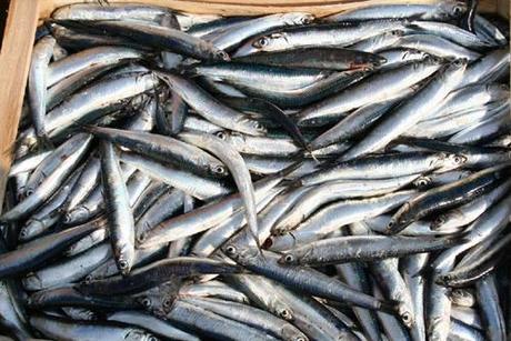 pesca Pesca: nuovi provvedimenti legislativi