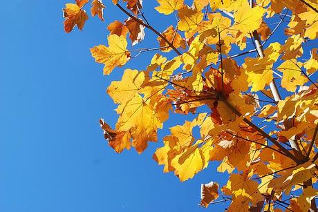 Il porcino, re del bosco e delle tavole d’autunno