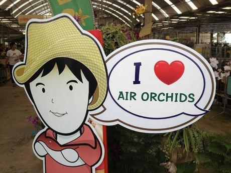 Il SUPERMERCATO delle orchidee, i consigli dell'esperto