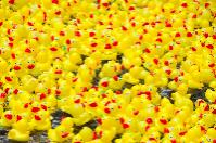 Le anatre e i soldati anatre-soldati