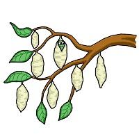 I due vermi due-vermi