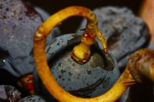 La vendemmia dell’enologo Vendemmia in Toscana