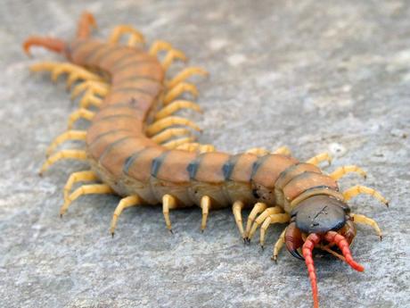 Scolopendra Gigantea