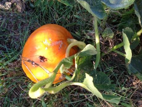 A.A.A. cercasi Jack O'Lantern disperatamente