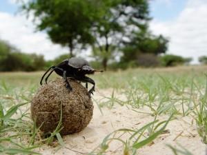 scarabeo stercoraro 300x225 Ig Nobel: le ricerche più improbabili