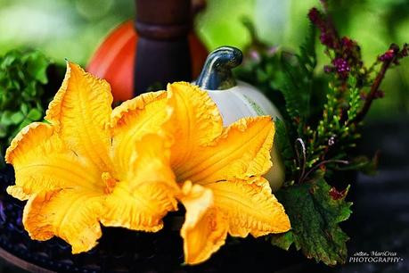 Autunno Mari Crea Photography