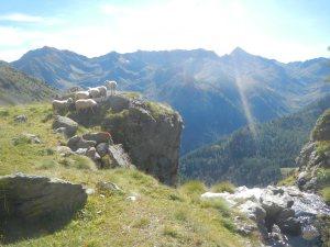 pascoli in montagna