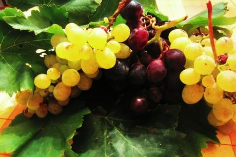 Vendemmia: grappoli di dolcezza si trasformano in vino e molto altro!