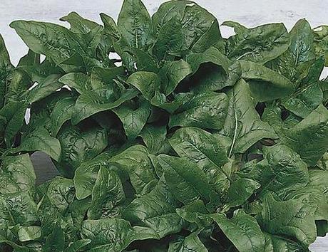 Gli spinaci, come coltivarli nell’orto