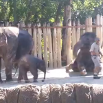 L’elefante afferra la scopa con la proboscide e si spazzola da solo (video)