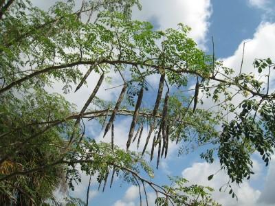 Moringa-oleifera-tree