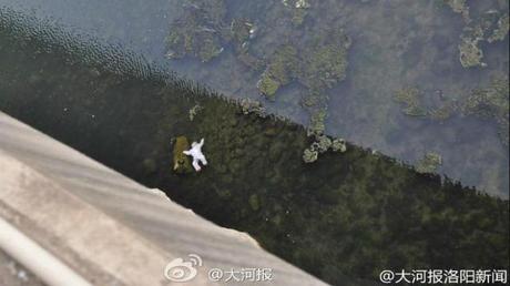 Cina, genitori gettano neonato di una settimana nel fiume e muore (Foto) Week_old_baby_2
