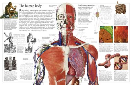 Le parole dell'anatomia