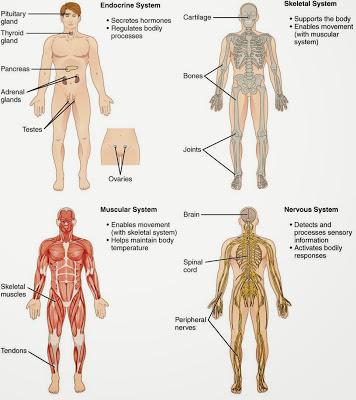 Le parole dell'anatomia