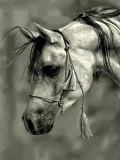 Wallpaper: Arabo grigio Wallpaper: Arabo grigio