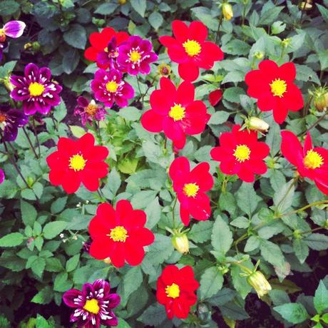 Orticolario 2013 Orticolario_2013