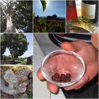 I dolci giochi del “middicuccu” in tempo di vendemmia. Sull’Etna I dolci giochi del “middicuccu” in tempo di vendemmia. Sull’Etna
