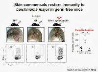 Eczema, dermatite atopica e microflora della pelle