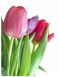 MOTHER'S DAY MOTHER'S DAY